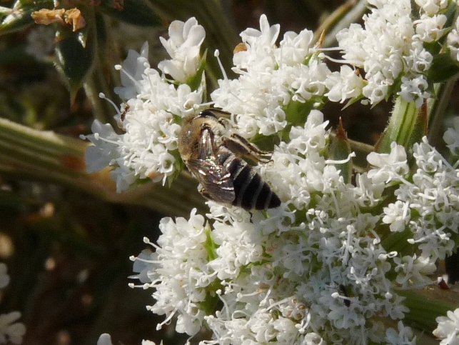 Colletes sp, (Sardegna)